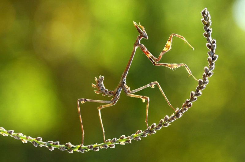 Empusa pennata