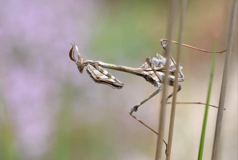 Empusa pennata