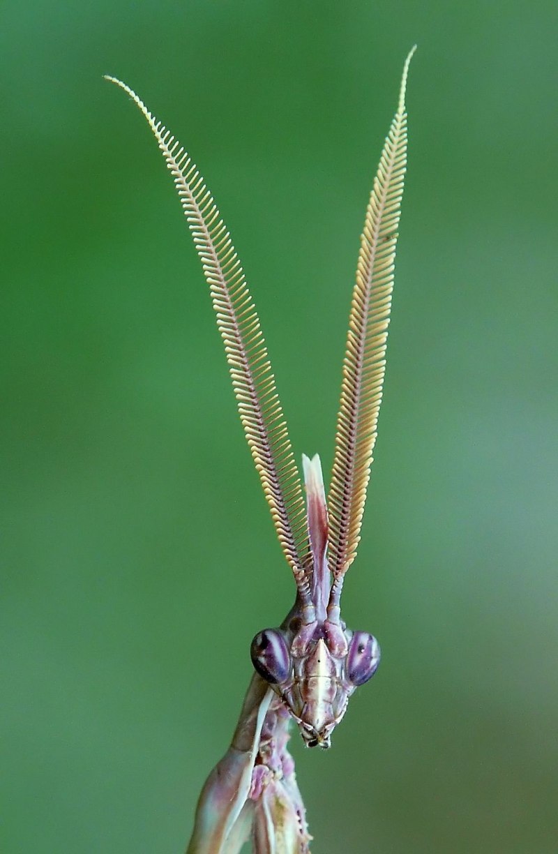 Empusa pennata