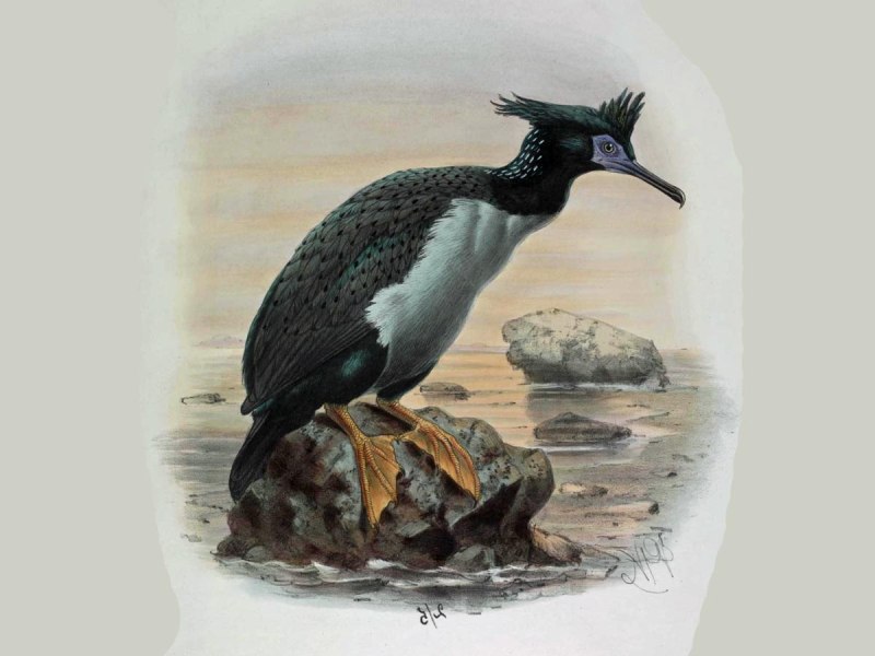 Phalacrocorax featherstoni