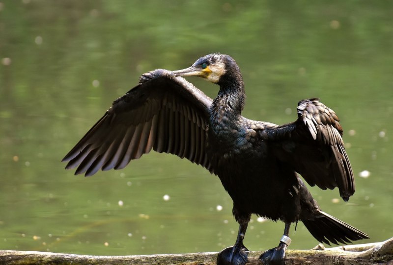 Phalacrocorax Carbo