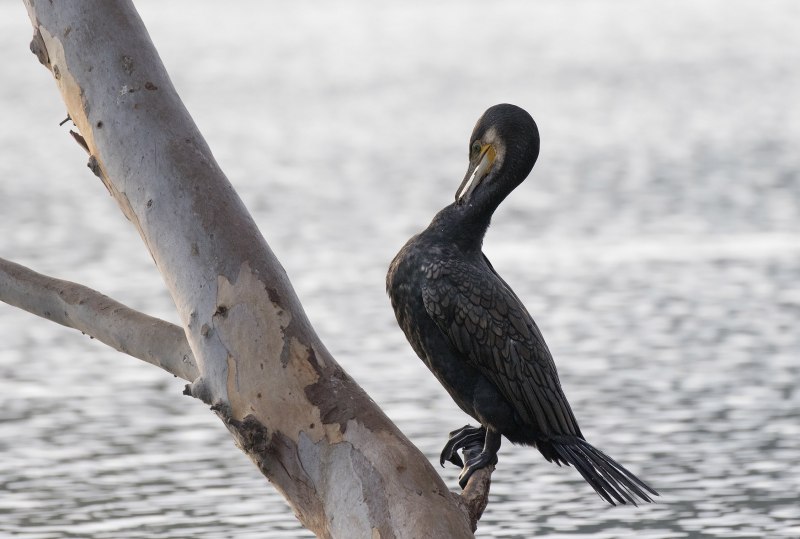 Phalacrocorax nigrogularis