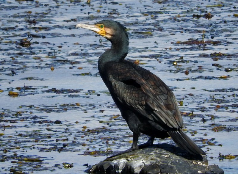 Phalacrocorax Carbo птица
