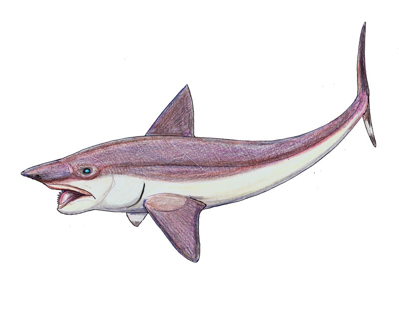 Helicoprion акула