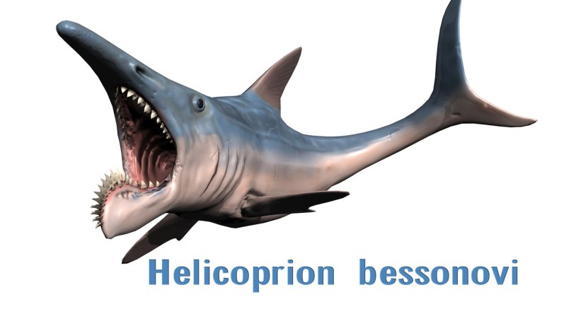 Helicoprion bessonovi