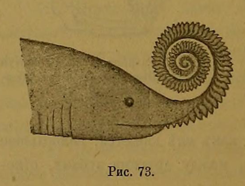 Helicoprion bessonowi