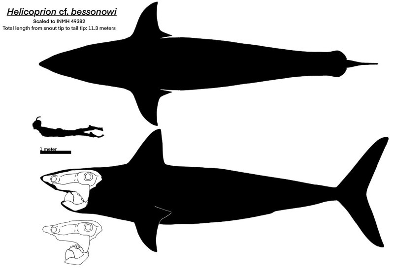 Helicoprion bessonowi