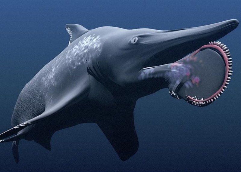 Helicoprion bessonovi