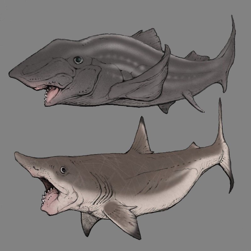 Helicoprion bessonovi