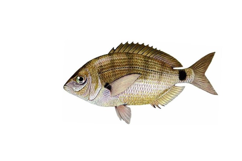 Ласкирь Черноморский (Зубарик)