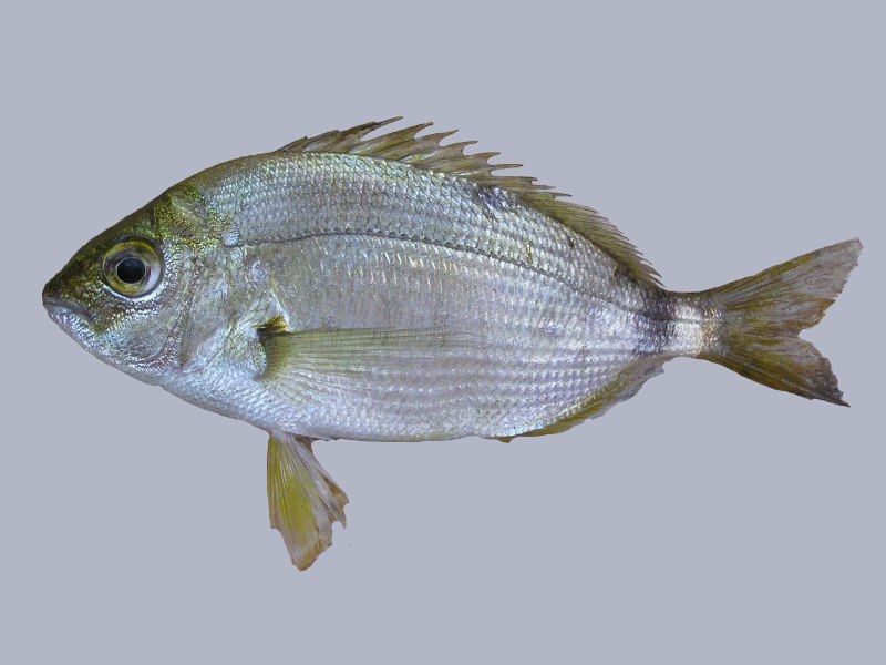 Diplodus annularis