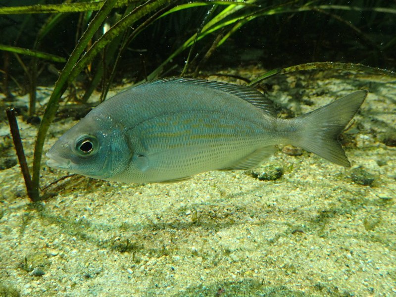 Морской карась Сарг