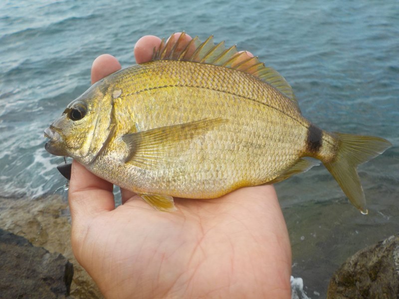 Ласкирь морской карась