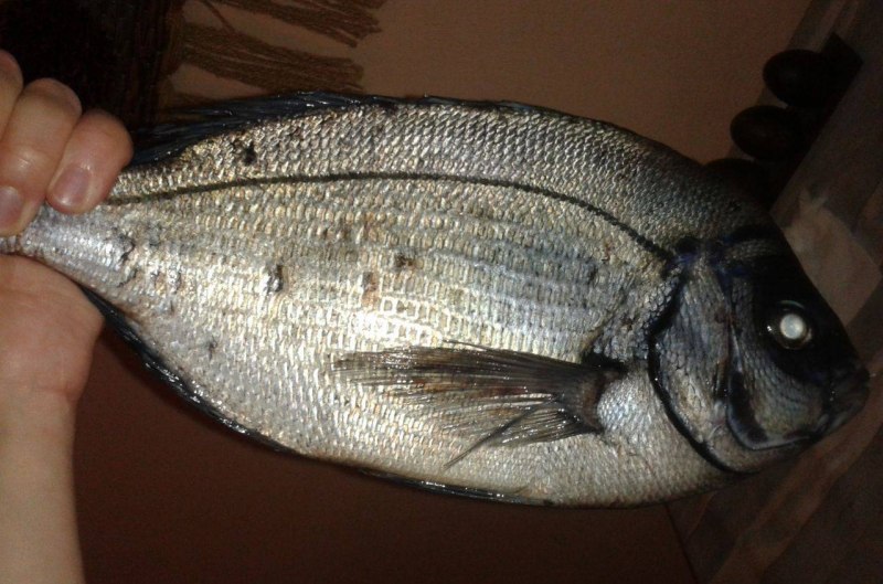 Морской карась дорадо