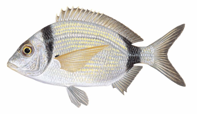 Blicca bjoerkna