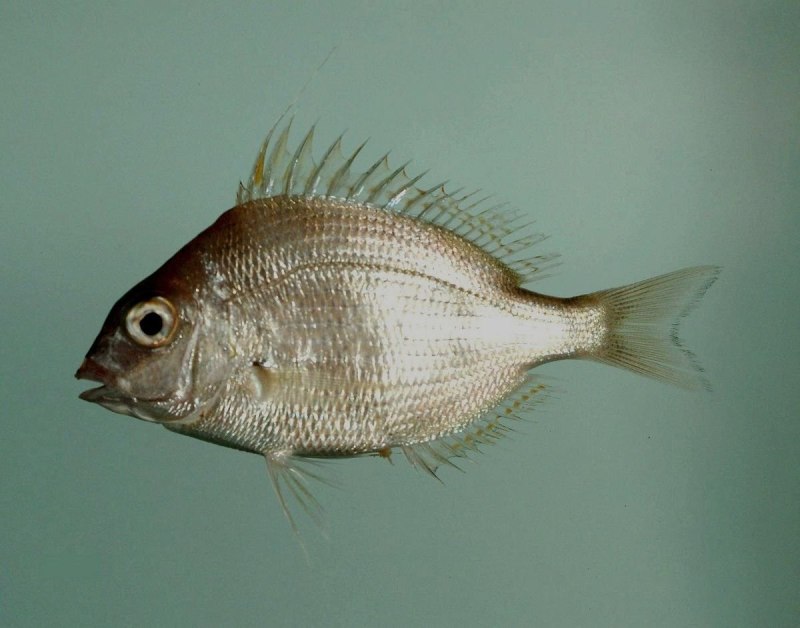 Porgy рыба