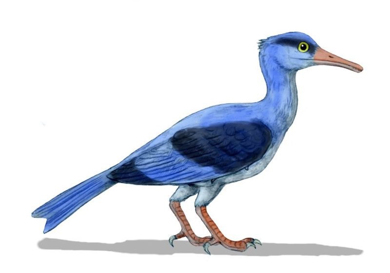 Longipteryx Chaoyangensis