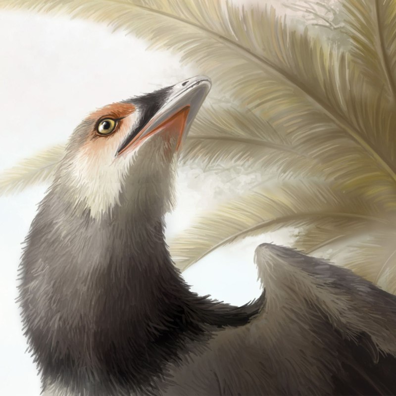 Archaeopteryx lithographica