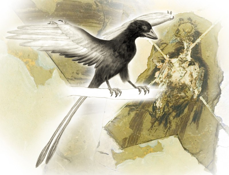 Confuciusornis Sanctus
