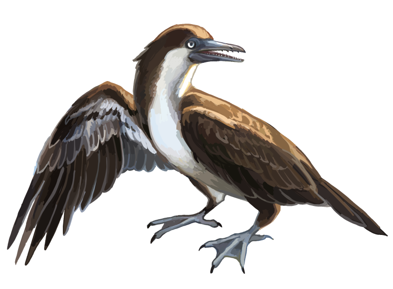 Jeholornis