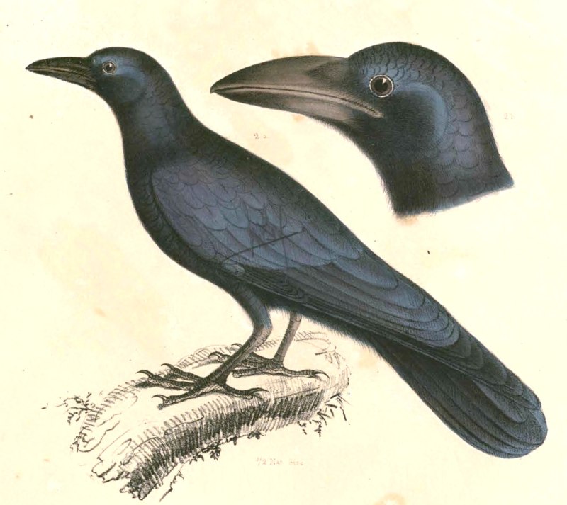 Corvus macrorhynchos