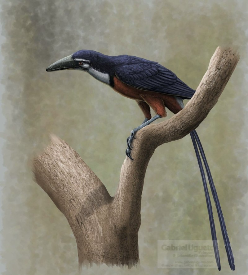 Falcatakely forsterae
