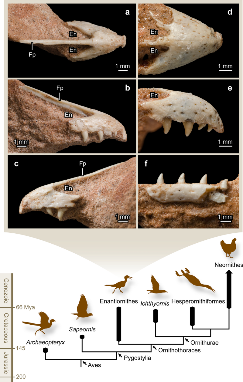 Enantiornithes