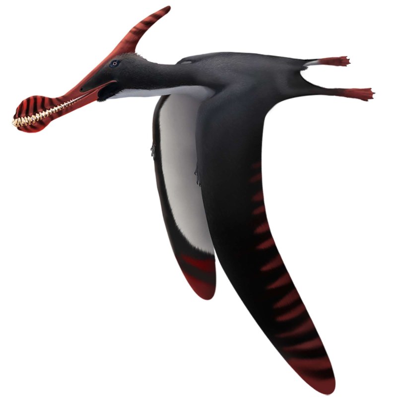 Caulkicephalus trimicrodon