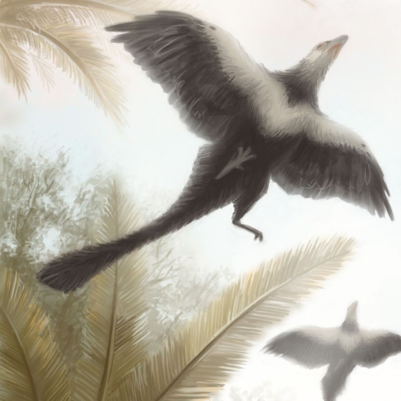 Archaeopteryx lithographica