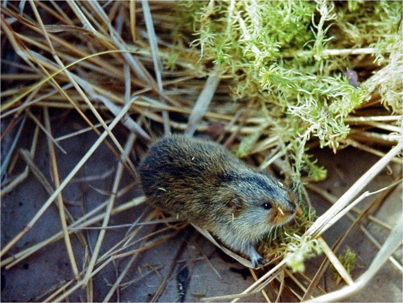 Сибирский лемминг Lemmus sibiricus