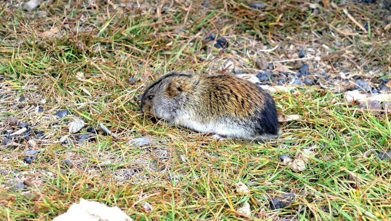 Сибирский лемминг Lemmus sibiricus
