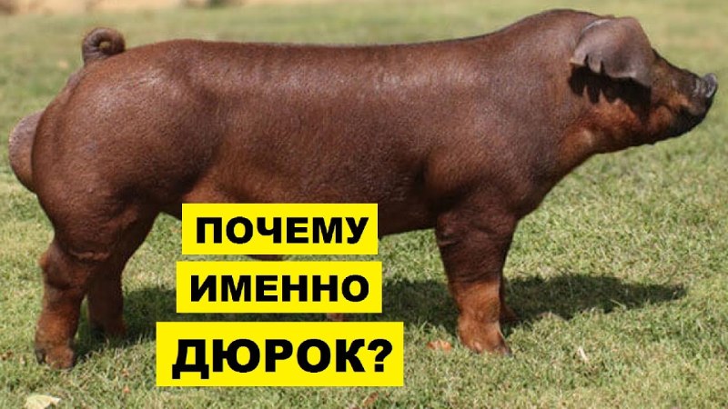 Дюрок порода свиней
