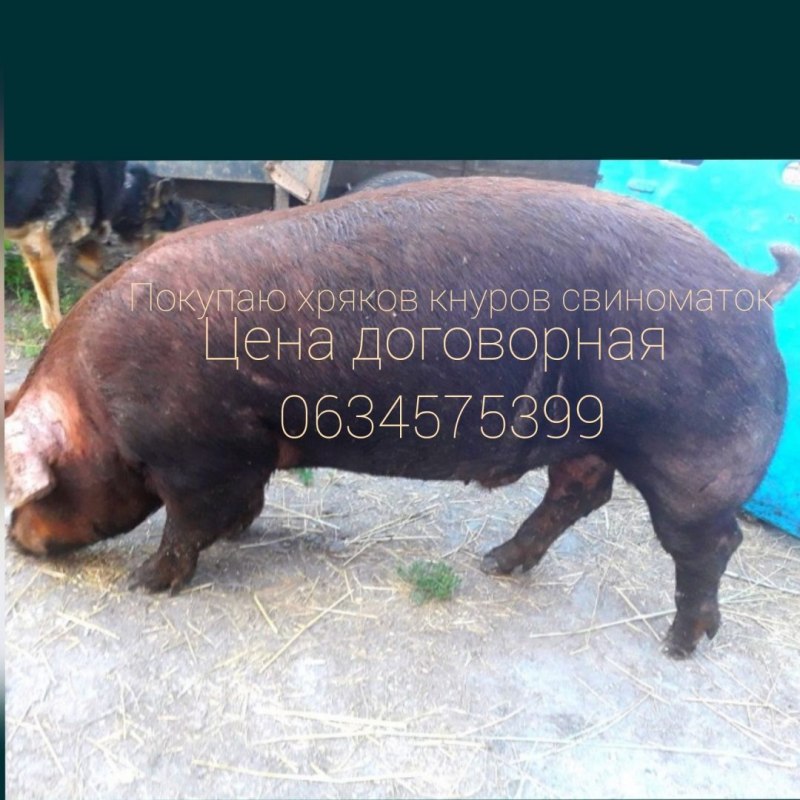 Хряк породы дюрок