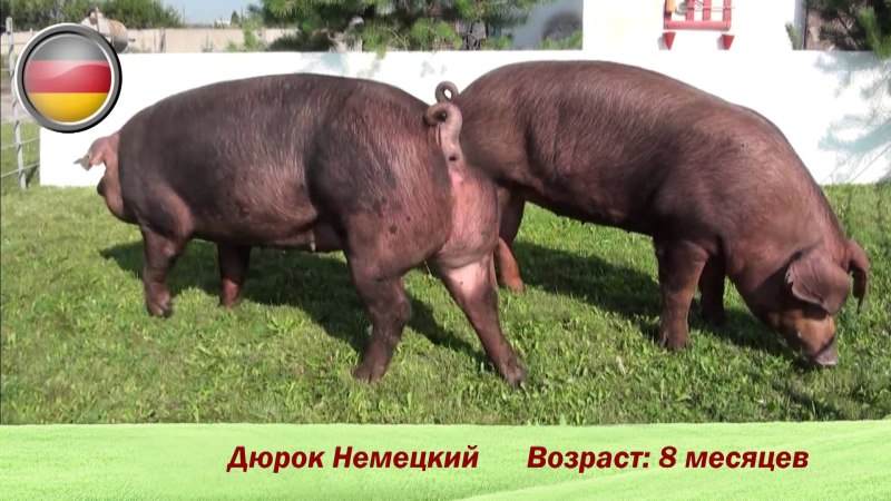 Свиноферма дюрок