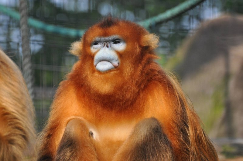 Обезьянки Rhinopithecus roxellana