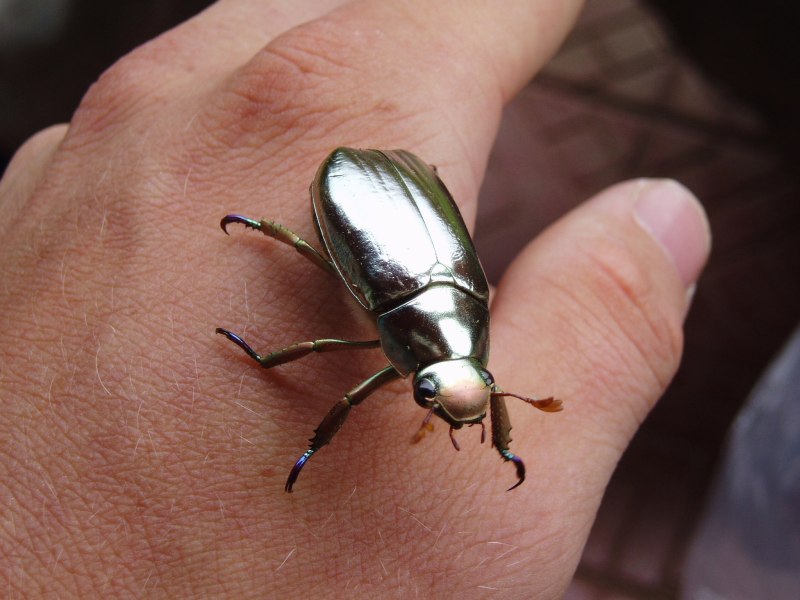 Пластинчатоусые жуки Chrysina