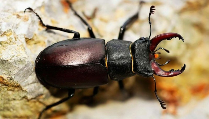 Жук Lucanus Cervus