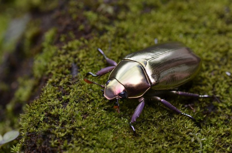 Chrysina resplendens