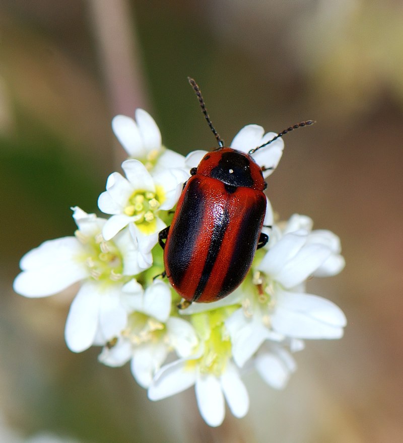 Листоед Entomoscelis adonidis