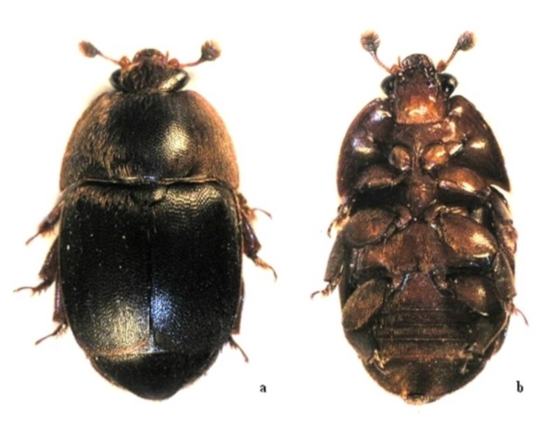 Aethina tumida Жук