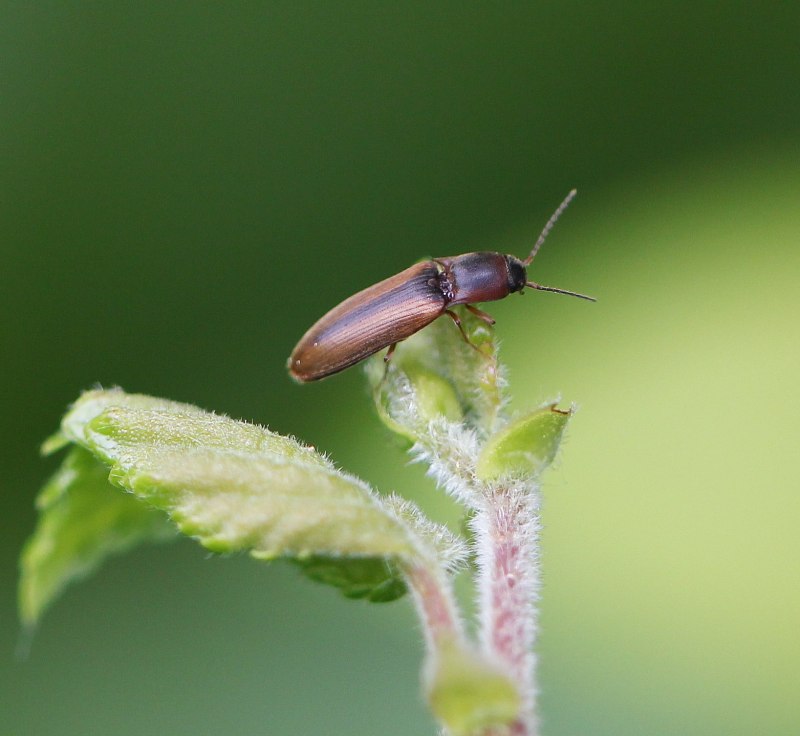 Dalopius marginatus