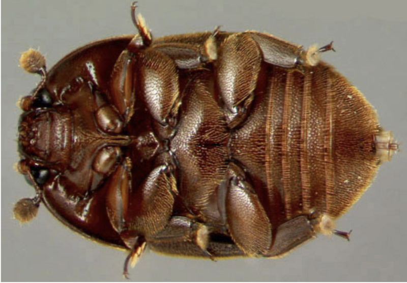 Aethina tumida Жук