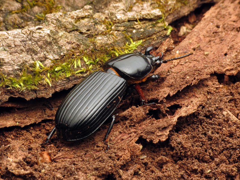 Odontotaenius disjunctus
