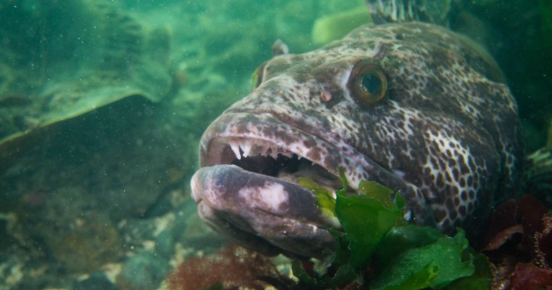 Зубастая рыба белого моря