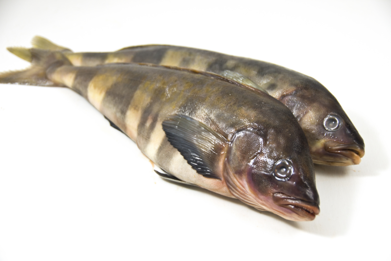 Atka Mackerel