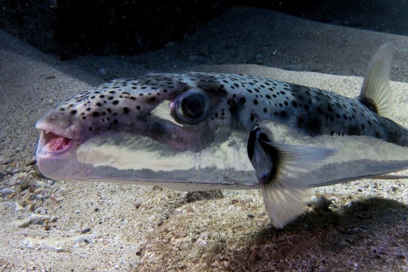Lagocephalus sceleratus рыба