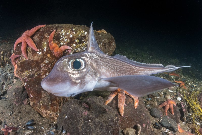 Chimaera monstrosa