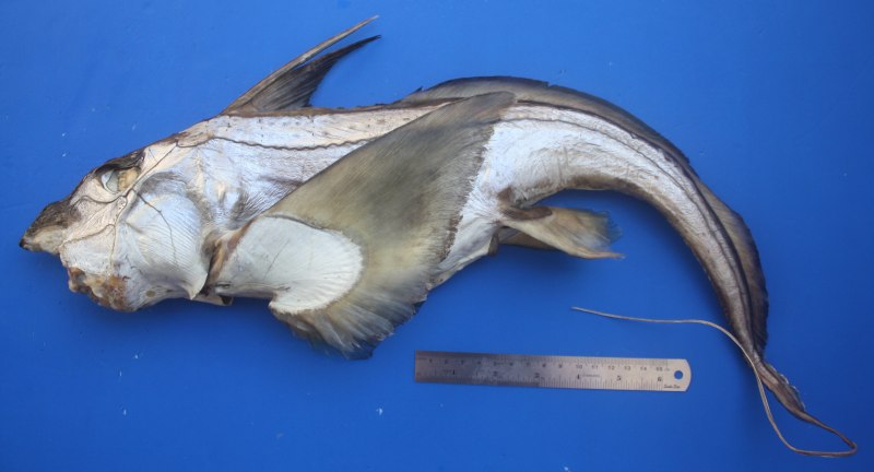 Chimaera Phantasma