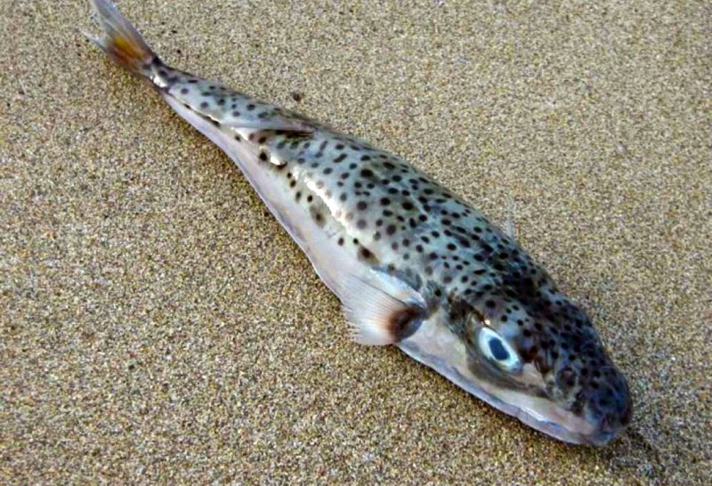 Рыба Песчанка морская