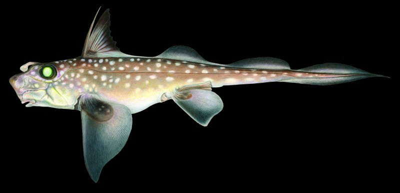 Hydrolagus colliei